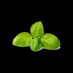 picture of basil plant