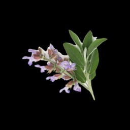 picture of clary sage plant