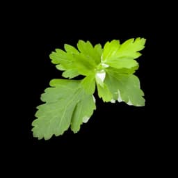 picture of coriander plant