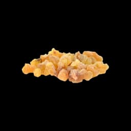 picture of frankincense plant