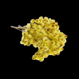 picture of helichrysum plant