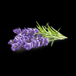 picture of lavender plant