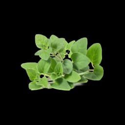 picture of marjoram plant