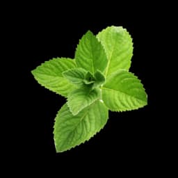 picture of peppermint plant