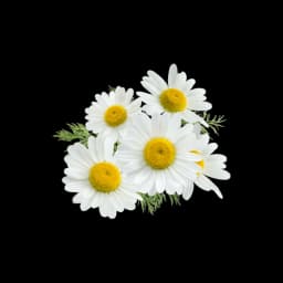 picture of roman chamomile plant