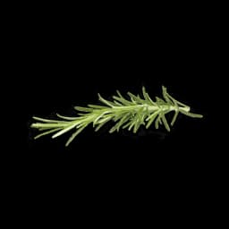 picture of rosemary plant