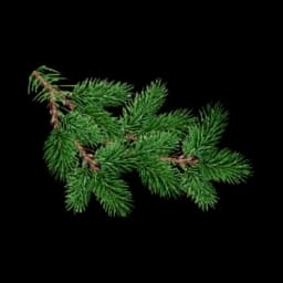 picture of siberian fir plant