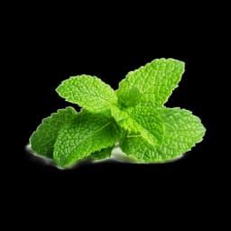 picture of spearmint plant