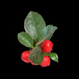 picture of wintergreen plant