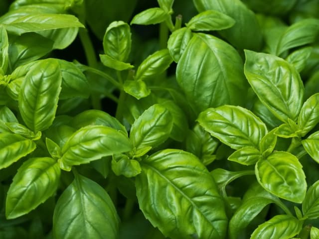 basil