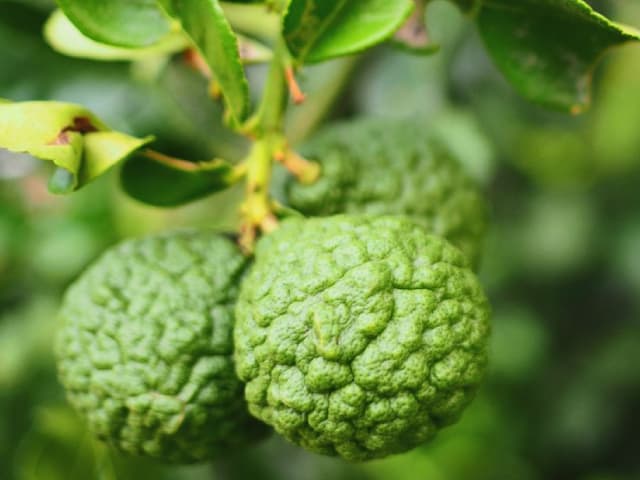 bergamot