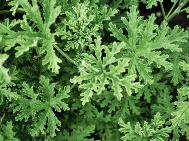 citronella