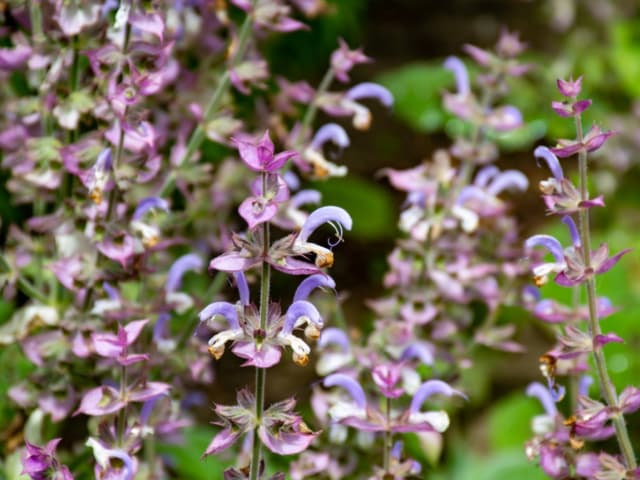 clary sage