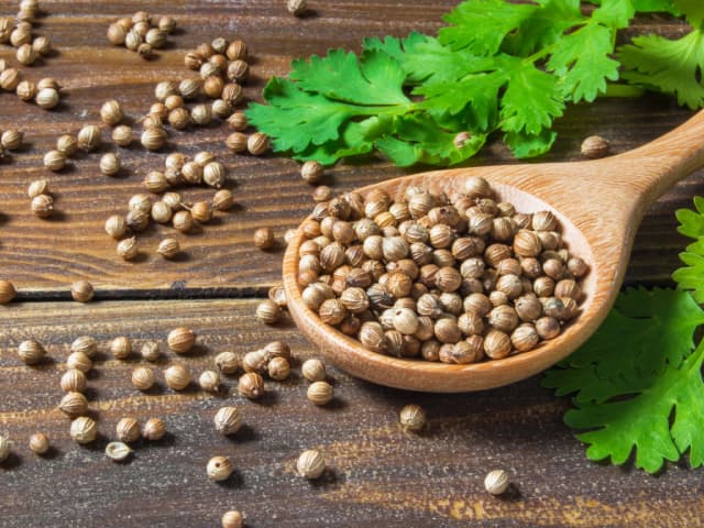 coriander