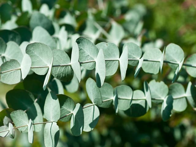 eucalyptus