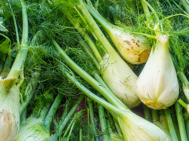 fennel