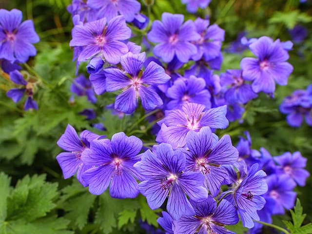 geranium