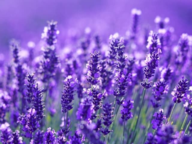 lavender