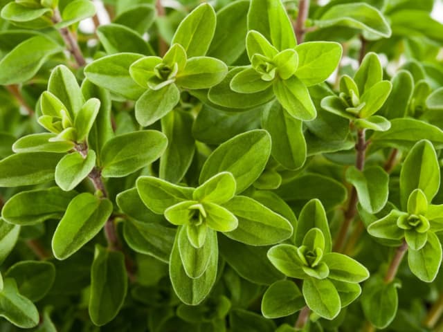 marjoram