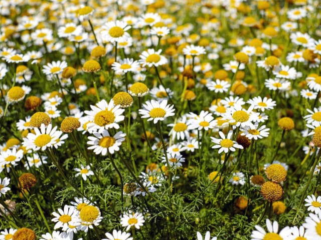 roman chamomile