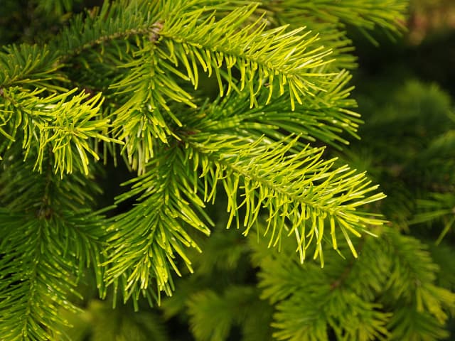 siberian fir