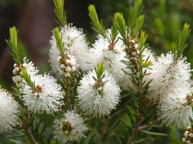 tea tree