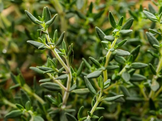 thyme