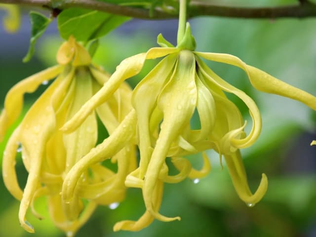 ylang-ylang